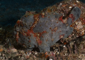 Bali 2016 - Painted frogfish - Antenaire peint - Antennarius pictus - IMG_6114_rc